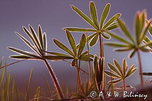 liście łubinu na łące o zachodzie słońca, Lupinus, Łubin trwały, Lupinus polyphyllus