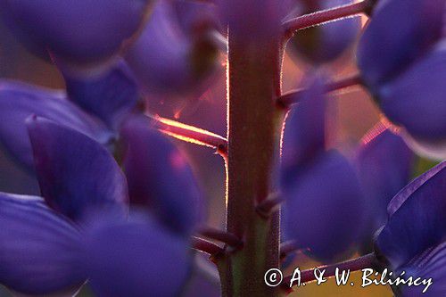 Łubin trwały, Lupinus polyphyllus, Bieszczady