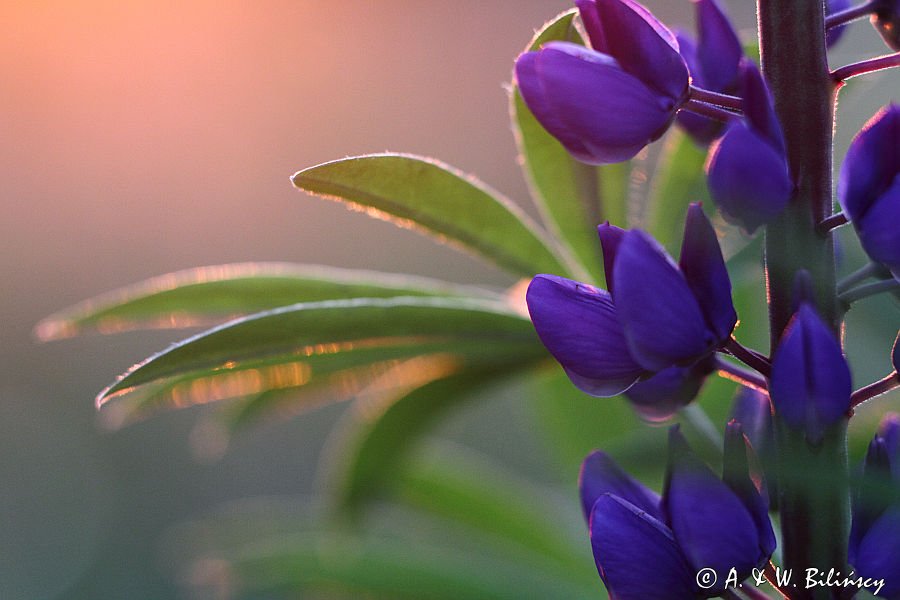 Łubin trwały, Lupinus polyphyllus, Bieszczady