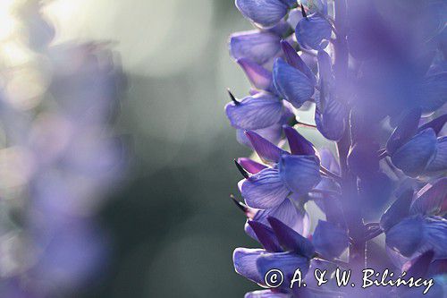 Łubin trwały, Lupinus polyphyllus, Bieszczady