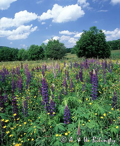 pole łubinu Lupinus)