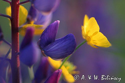 Łubin trwały, Lupinus polyphyllus, Bieszczady