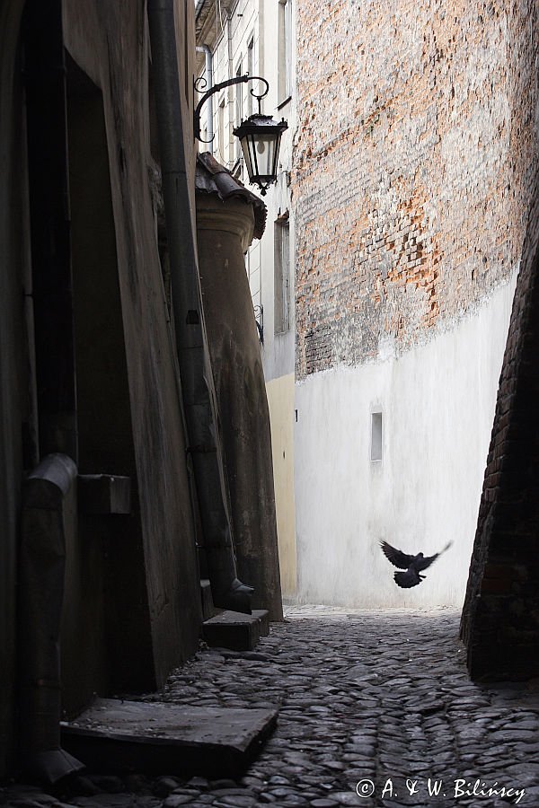 Lublin, Stare Miasto, gołąb w zaułku