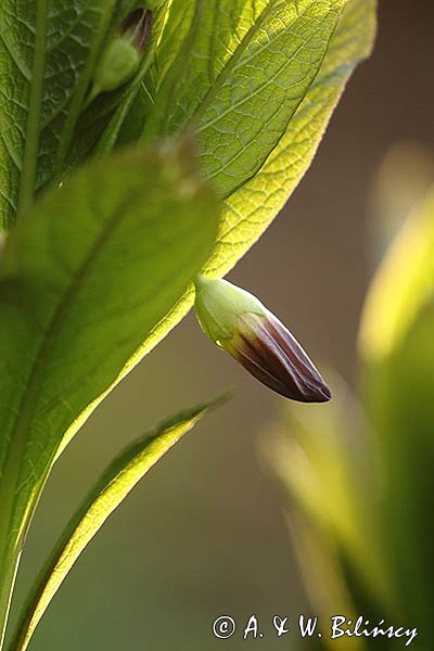 Lulecznica kraińska, Scopolia carniolica