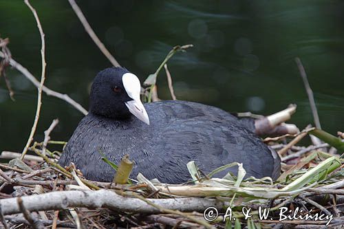 łyska Fulica atra na gnieździe