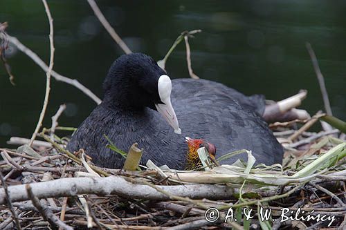 łyska Fulica atra na gnieździe