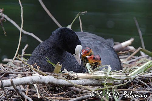 łyska Fulica atra na gnieździe