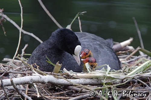 łyska Fulica atra na gnieździe