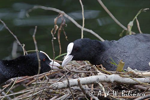 łyska Fulica atra na gnieździe