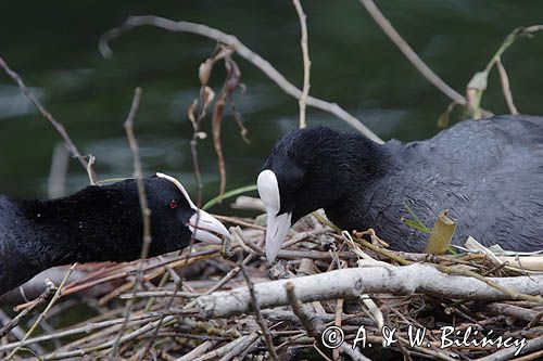 łyska Fulica atra na gnieździe