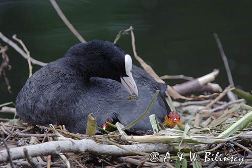 łyska Fulica atra na gnieździe