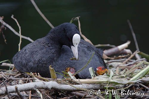 łyska Fulica atra na gnieździe