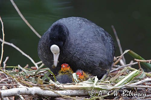 łyska Fulica atra na gnieździe