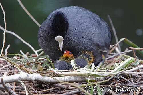 łyska Fulica atra na gnieździe