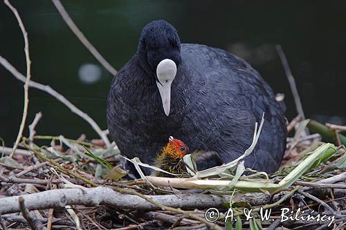 łyska Fulica atra na gnieździe