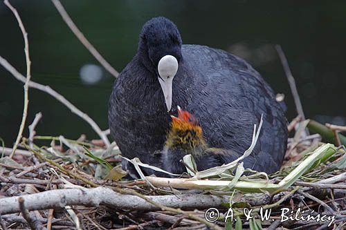 łyska Fulica atra na gnieździe