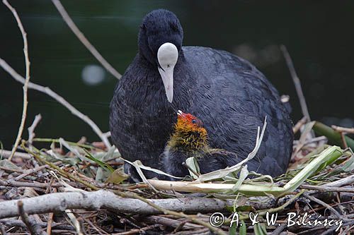 łyska Fulica atra na gnieździe