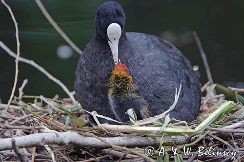 łyska Fulica atra na gnieździe