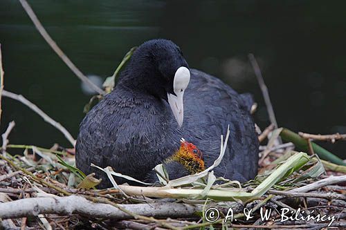 łyska Fulica atra na gnieździe