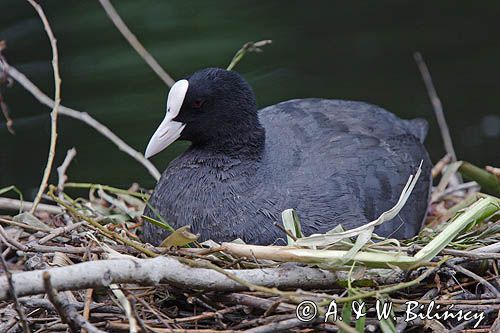 łyska Fulica atra na gnieździe