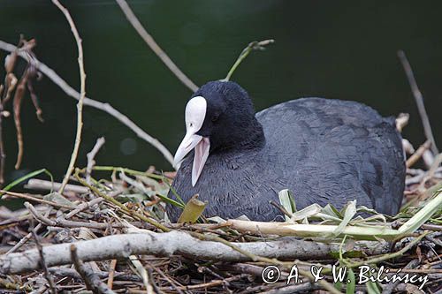 łyska Fulica atra na gnieździe