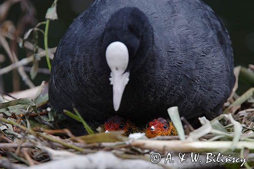 łyska Fulica atra na gnieździe