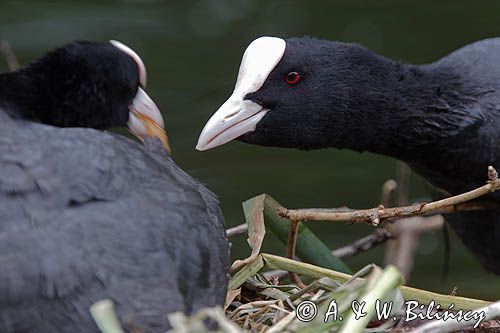 łyska Fulica atra na gnieździe