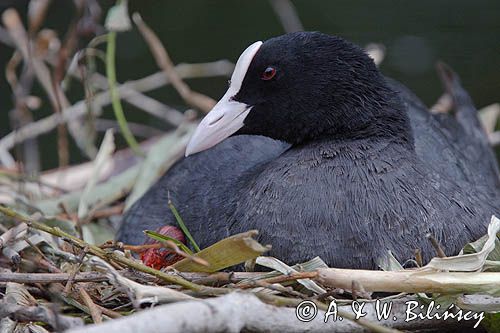 łyska Fulica atra na gnieździe