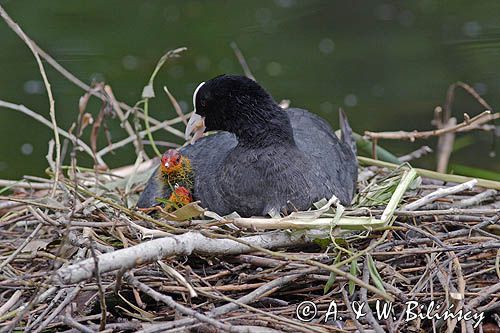 łyska Fulica atra na gnieździe