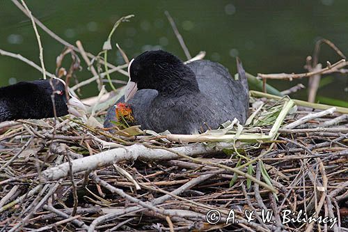 łyska Fulica atra na gnieździe