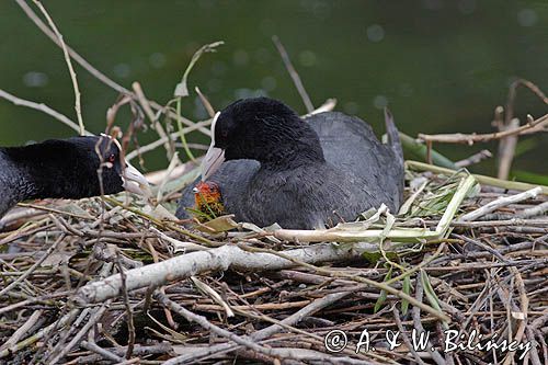 łyska Fulica atra na gnieździe