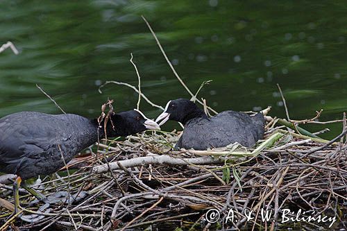 łyska Fulica atra na gnieździe