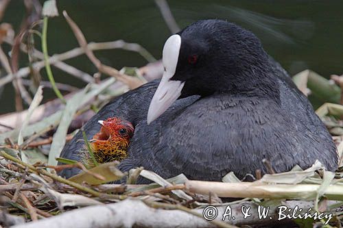 łyska Fulica atra na gnieździe