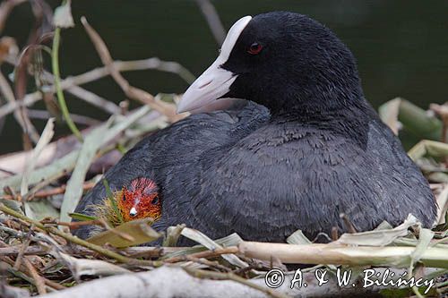 łyska Fulica atra na gnieździe