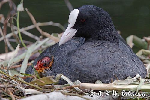 łyska Fulica atra na gnieździe