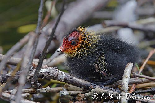 łyska Fulica atra, pisklę