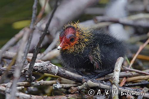 łyska Fulica atra, pisklę