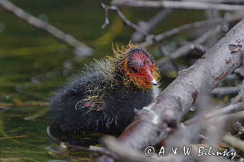 łyska Fulica atra, pisklę