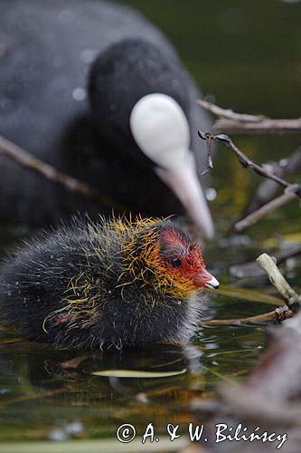 łyska Fulica atra, pisklę