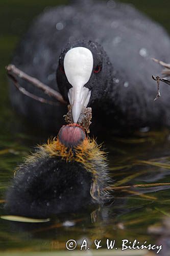 łyska Fulica atra, pisklę