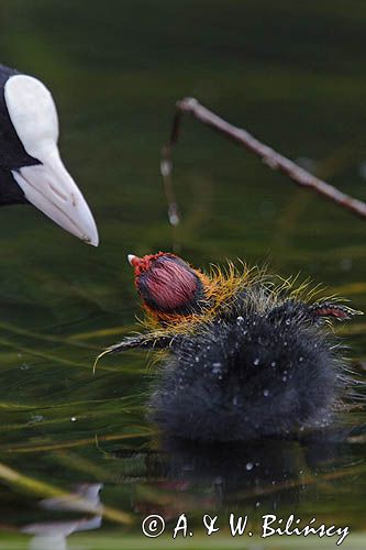 łyska Fulica atra, pisklę