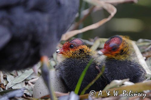 łyska Fulica atra, pisklęta