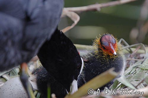 łyska Fulica atra, pisklę