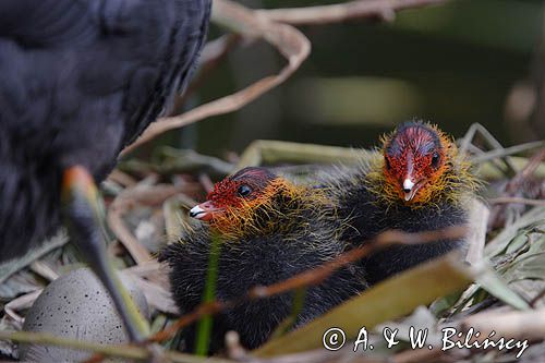 łyska Fulica atra, pisklęta