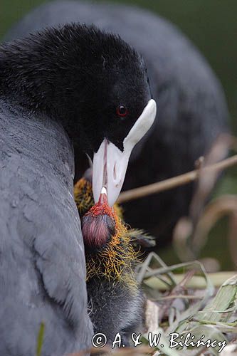 łyska Fulica atra, pisklę