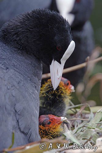 łyska Fulica atra, pisklę