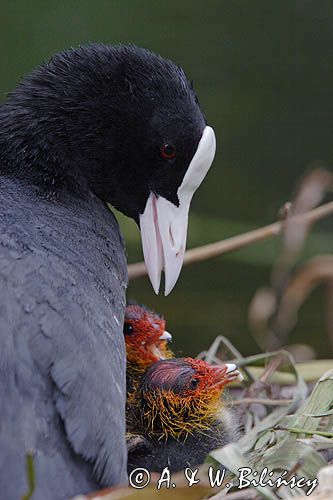 łyska Fulica atra, pisklę