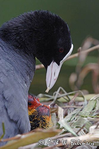 łyska Fulica atra, pisklę