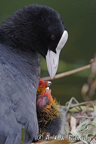 łyska Fulica atra, pisklę