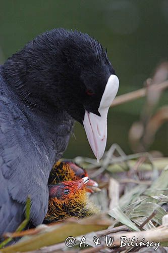 łyska Fulica atra, pisklę